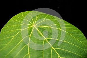 Leaf Macro Shot In black Background photo