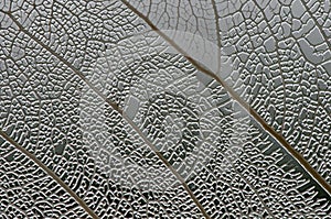 Leaf macro texture