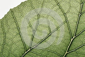 Leaf Macro Texture: Green leaf texture wallpaper- macro close up in detail most popular.