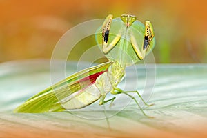 Leaf Mantid, Choeradodis rhombicollis, insect from Ecuador. Beautiful evening back light with wild animal. Wildlife scene from nat photo