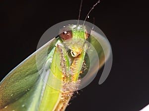 Leaf Mantis Choeradodis servillei on a black background