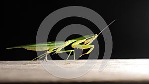 Leaf mantis at night