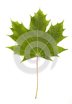 Leaf of maple