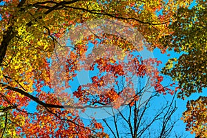 Leaf maple trees and sky