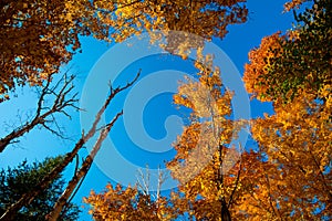 Leaf maple trees and sky