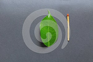 Leaf and match stick. Concept of creation and destruction