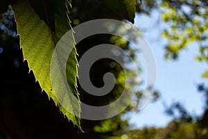 Leaf in the middle of a tree window in a forest