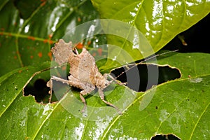 Leaf mimic katydid