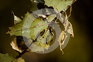 Leaf mimic praying mantis and leaf photo