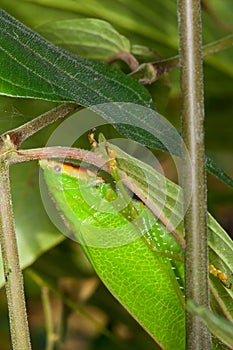 Leaf-mimicking katydid.