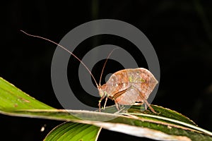 Leaf mimicking katydid from the jungle rainforest