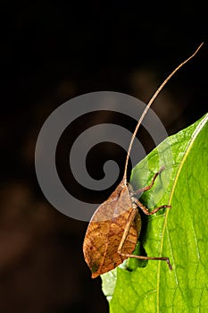 Leaf-mimicking katydid (Typophyllum sp.) Cano Negro, Costa Rica wildlife photo