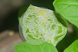 Leaf miner insect