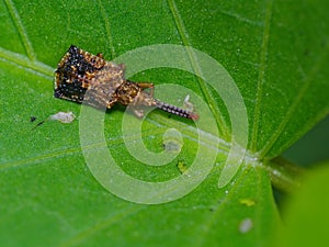 Leaf Mining Beetle On A Sweet Potato Leaf