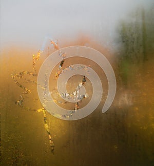 Leaf on misted window