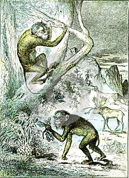 The leaf monkeys in the Miocene period, vintage engraving