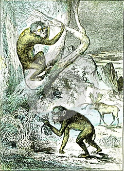 The leaf monkeys in the Miocene period, vintage engraving photo