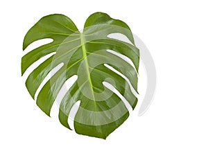Leaf of Monstera