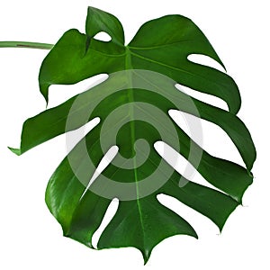 Leaf of Monstera plant