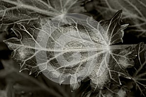 Leaf of Moroccan Sea Holly