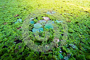 Leaf on the Moss of top