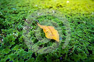 leaf on the Moss of top view