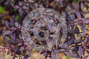 leaf of mukunu wenna alternanthera plant medicinal flower. sessile joyweed