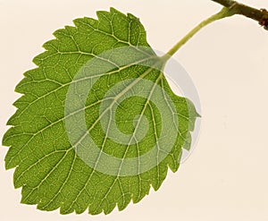 Leaf a mulberry,