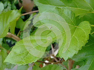 Leaf mulberry tree and leafhopper. Green leaf, serrated edge and abnormally shape