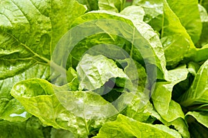 Leaf mustard or brassica juncea on nature background