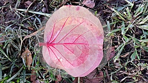 Leaf natural on the ground