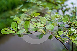 the leaf near rever