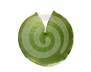 leaf of nenuphar