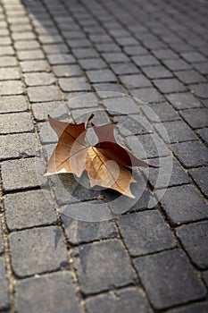 A leaf in a nice sunset light on the cobblestone floor