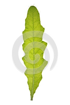 Leaf of Nodding thistle isolated on white