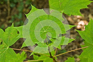 leaf of a norway maple tree - Acer platanoides photo