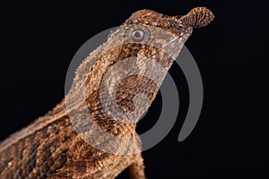 Leaf-nosed lizard Ceratophora tennentii