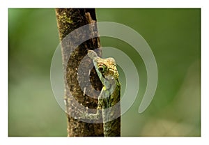leaf-nosed lizard hq wallpaper. photo