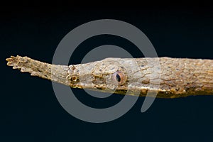 Leaf-nosed snake / Langaha madagascariensis