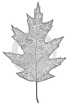 Leaf of oak black-white, isolated on white background