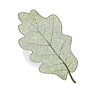 Leaf oak, isolated.