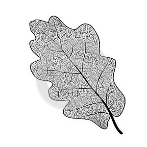 Leaf oak, isolated.