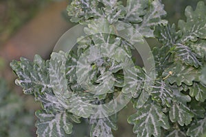 Leaf from a oak with mildew