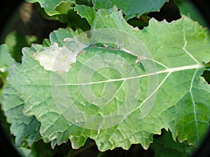 Leaf of Oilseed Rape Brassica napus damaged by cabbage leaf miner Fly of Phytomyza rufipes