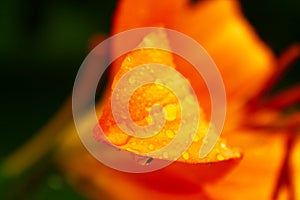 Leaf of orange Lily flower with a raindrops on it