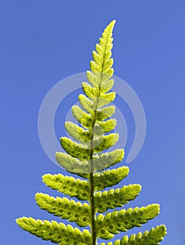 Leaf of the ostrich fern, Matteuccia struthiopteris.