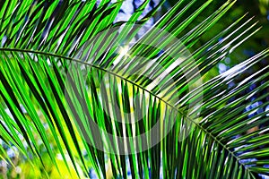 Leaf of palm tree in tropics.