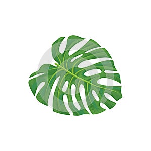 Leaf of palm tree vector Illustration