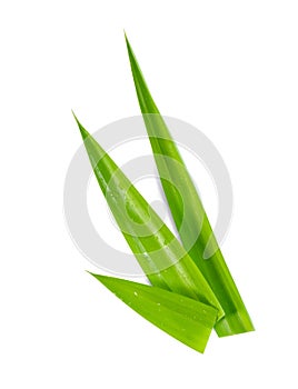 Leaf Pandan isolated on white background ,Green leaves pattern  ,include clipping path
