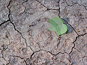 Leaf on parched earth